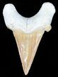 Auriculatus Shark Tooth - Dakhla, Morocco #58422-1